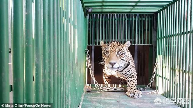 猞猁与人交尾:猞猁与人 世界首只人工授精美洲虎幼崽被母亲吃掉，猫科动物为何“食子”？