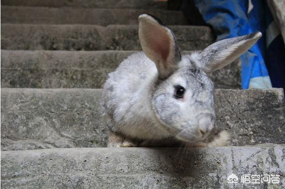 兔子眼睛有白色粘液，兔子拉乳白色的液体有没有事