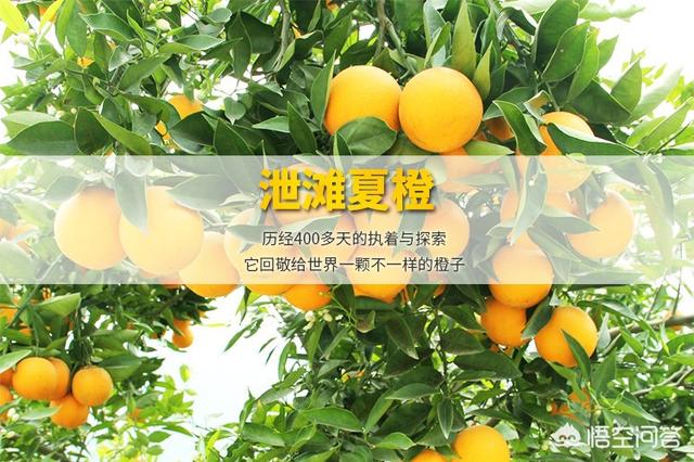 柑橘的种类很多，都有什么呢？
？