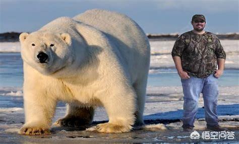金猫和狞猫:北极熊是肉食动物单挑王吗？