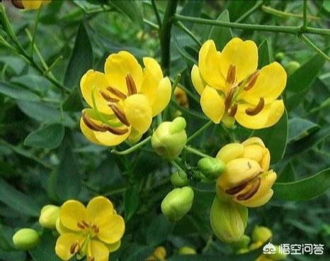 雄黄酒好还是雄黄驱蛇好:雄黄泡酒怎样驱蛇，效果怎么样？