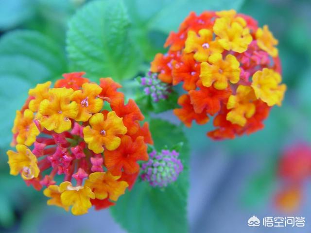 点地梅有毒吗:刺梅花对人体有害吗？适合室内养殖吗？
