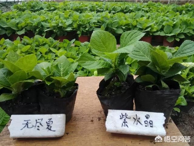 花店绣球花价格:天蓝绣球花新手适合养吗，应该怎么养？