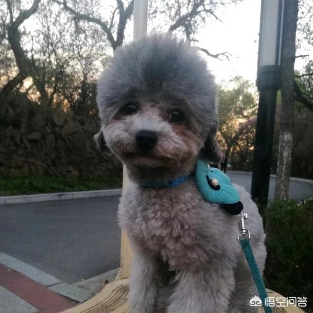 灰色泰迪犬图片:灰泰迪的皮肤是什么颜色？ 正宗灰色泰迪犬图片