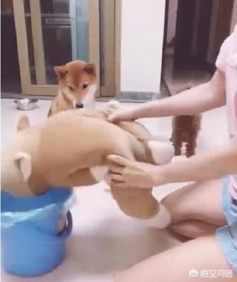 大小姐的训狗技巧:请问大家都是怎么训狗的，小视频里的狗狗一个比一个听话？