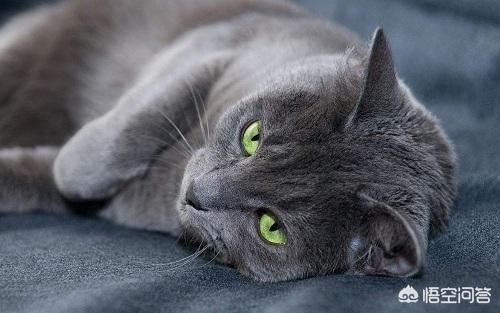 英短蓝猫特别小图片:英短蓝猫眼睛特别小 小蓝猫下巴尖尖的，英短母猫脸会圆吗？