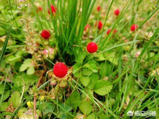 红花龙吐珠:红花龙吐珠的雄蕊类型 龙吐珠开花的时候怎样浇水？