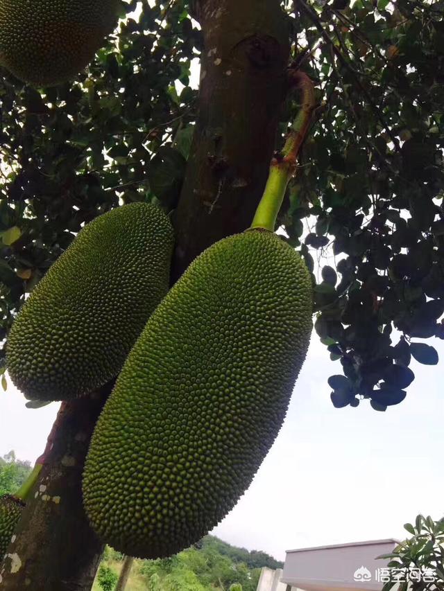 菠萝蜜的种子可不可以吃？应该怎么吃？