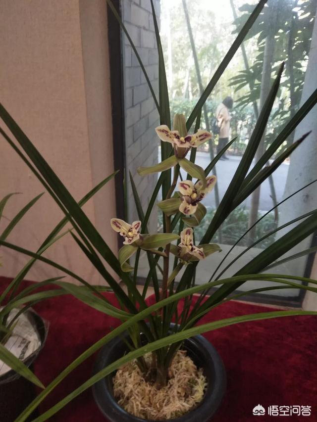 诚信摆渡人:不讲诚信的人越来越多（比如借钱不还），原因是什么？