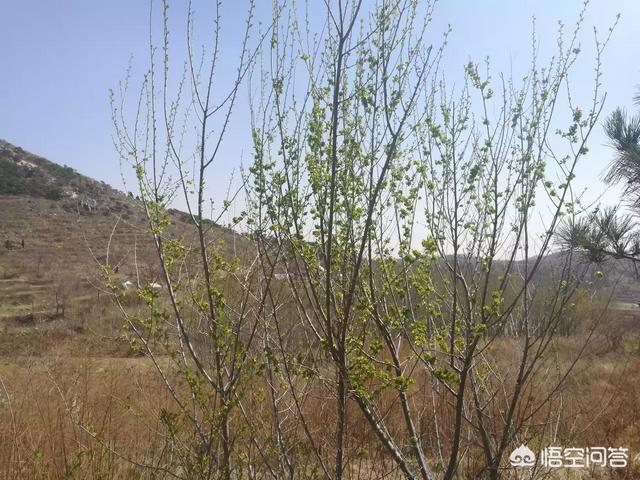 北方农村的榆钱树长叶子了吗？真么做榆树钱吃？