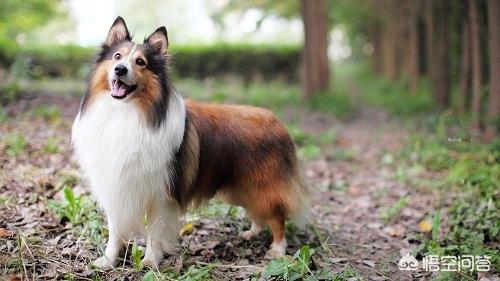 阿尔萨斯牧羊犬图片:牧羊犬走路很慢是为什么，牧羊犬走路慢是受伤了吗？