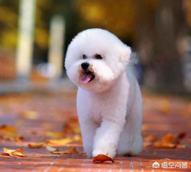 比熊图片:饲养比熊犬，有什么事情是主人要做好的呢？