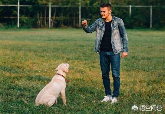 拉布拉多犬训练方法:训练拉布拉多犬的时候，要注意什么？