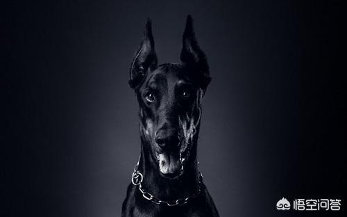 迷你笃宾犬饮食:解救一岁多的杜宾犬胆子小怎么办？