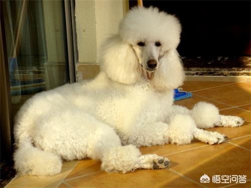 巨贵犬护主人吗:巨贵保护主人吗 巨贵犬掉很多毛是怎么回事？