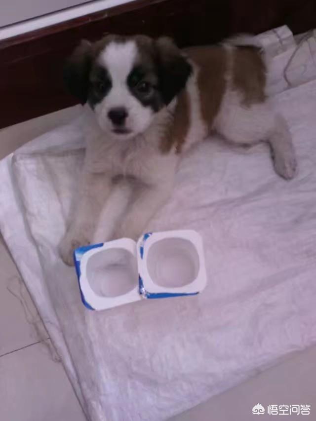 巴仙吉犬智商:怎么看狗狗智商高还是低？
