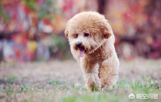 适合女生饲养的伴侣犬:第一次养狗狗，女生适合养什么狗狗好？