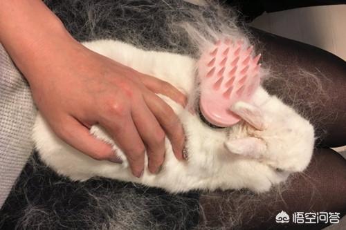 梦幻垂耳兔怎么养:垂耳兔的毛球症怎么才好？