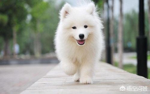 日本银狐犬 吃生肉:四个月猎犬可以吃生肉吗？
