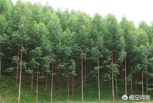 种植桉树的经济效益，南方农村的桉树种植几年卖最划算