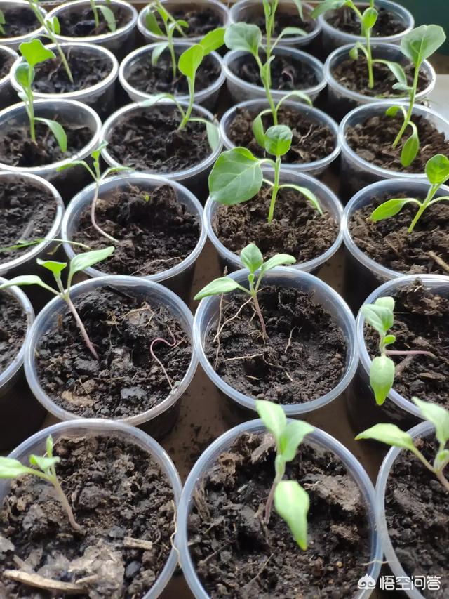 春天在自家怎样用纸杯育苗?