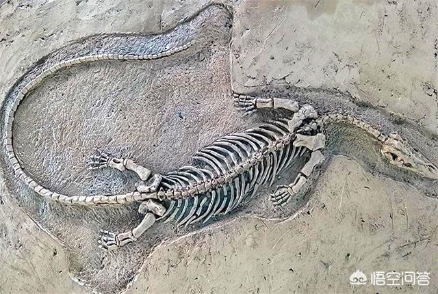 无人岛发现活恐龙图片，科学家发现2.2亿年前恐龙墓，谁给安葬的呀