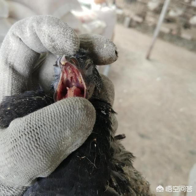 鸽子毛滴虫症状，鸽子清理了三天毛滴虫口腔还有黄色块状物怎么回事