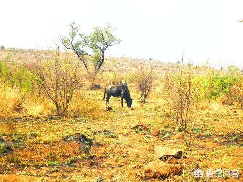 与野生动物零距离接触合适吗，野生动物园一般都是要离城市很远吗？