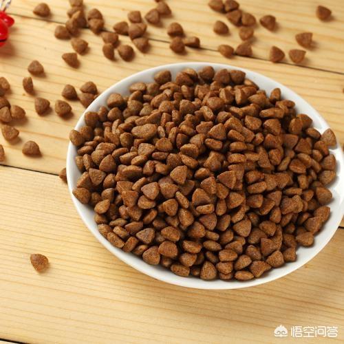 重庆 异短猫:异短换环境拉稀了怎么办？