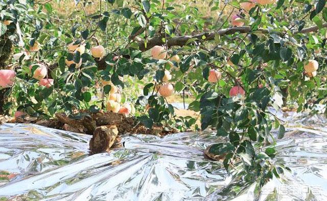 鸟网首页:种植果树如何对鸟类防护？