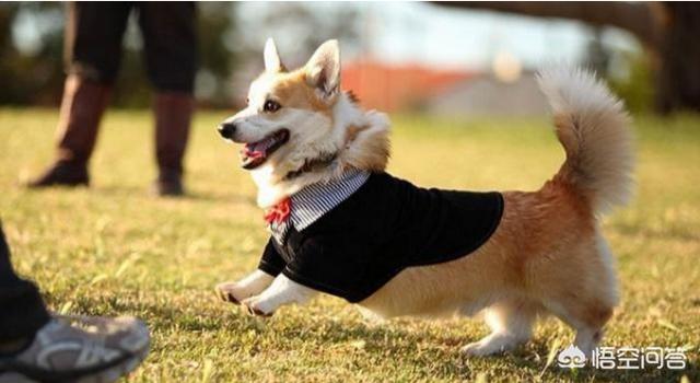 如何分辨真假柯基幼犬:柯基便便什么颜色才是正常的？其它颜色代表什么？