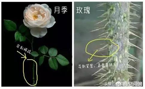 玫瑰花的生长变化图片
