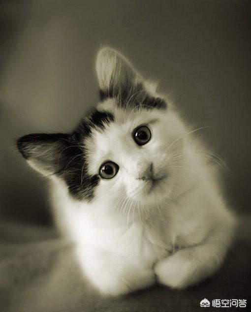 养一只电子宠物猫吧:家里养猫会有什么危害，孩子特别喜欢，我该不该养猫？