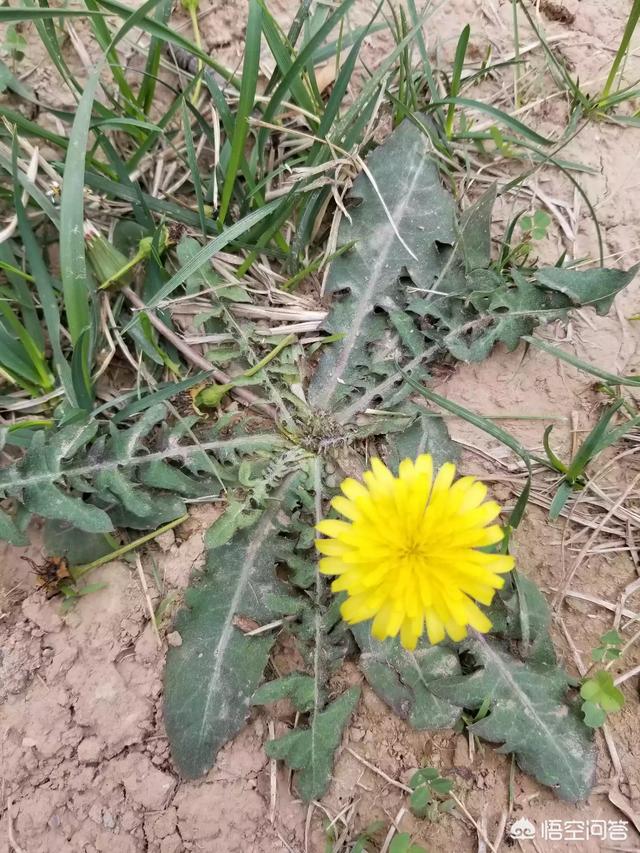 你知道美味的野菜有多少种吗？