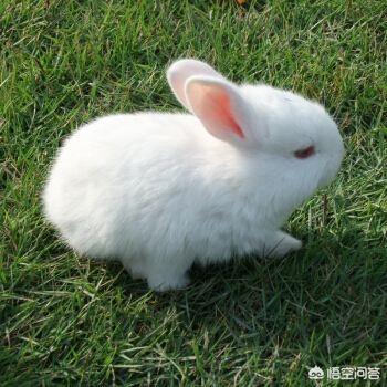 宠物兔拉肚子:兔子拉稀要节食吗，幼兔拉肚子怎么办啊？