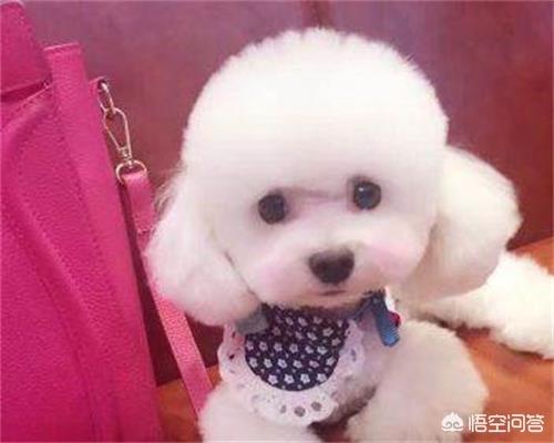 小狗咳嗽怎么办:狗狗咳嗽几天能好，狗狗感冒咳嗽多少天可以好？