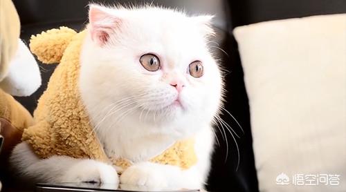 伽菲猫图片大全:加菲猫去泪痕，如何给加菲猫去泪痕？