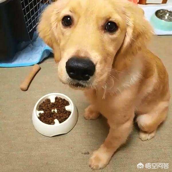 芬兰猎犬的喂食要点:猎犬挑食要吃什么药，猎犬挑食可以喂什么？