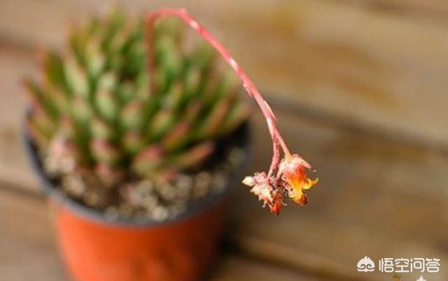 多肉植物蚜虫怎么防治:多肉都会生虫吗，需要提前预防埋药吗？