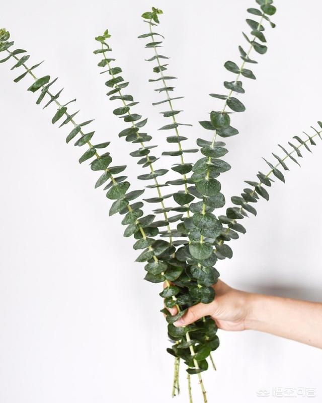 头条问答 北欧ins风的居家植物有哪些 6个回答