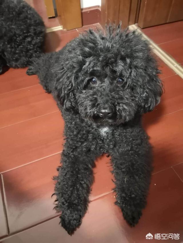 母狗来月经怎么办(母狗一直来月经怎么办)