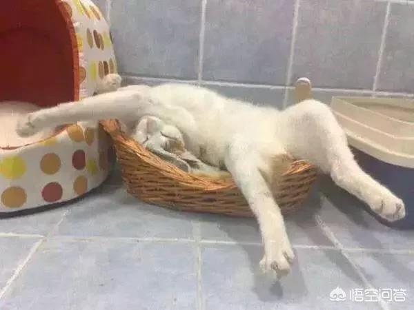 可爱猫咪坐姿:猫咪为什么会有这样的坐姿？是因为这么坐舒服吗？ 猫咪的坐姿