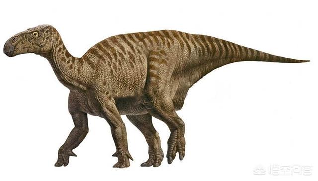恐龙化石的图片大全，恐龙化石被发现后，是根据什么原理进行还原的