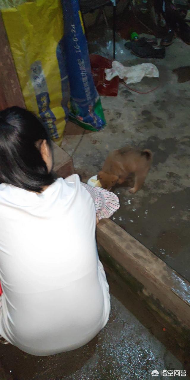 怎么样预防犬细小:马犬的细小怎么预防 除了给小狗打疫苗，还怎么预防细小呢？