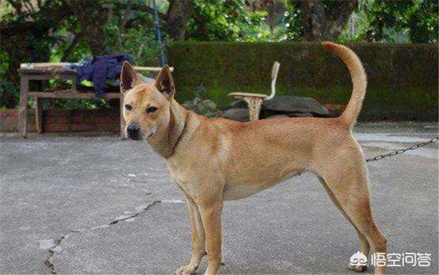 奥达猎犬挑选:在农村，如何挑选一只好的土狗养？