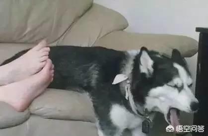 哈士奇图片搞笑:二哈有哪些搞笑的图片表情？