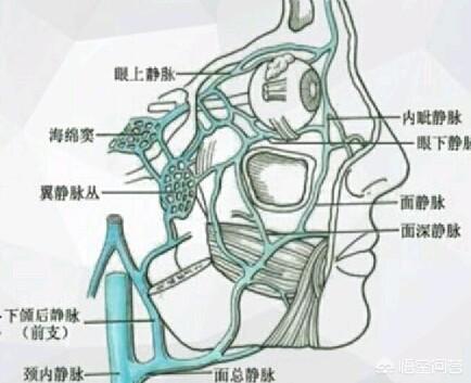 面部危险三角区:为什么鼻子长黑头不能用手挤有什么科学依据吗如何才能正确去黑头