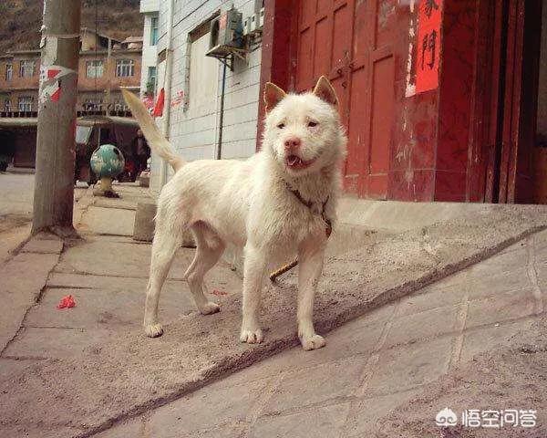 原生藏獒ko中亚:以凶猛程度来说，哪种狗可以比得上藏獒？为什么？ 藏獒vs中亚