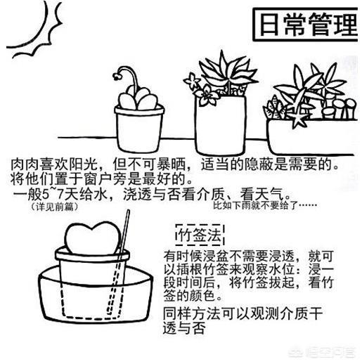 多肉植物翡翠景天小苗:播种多肉小苗移栽方法是什么？