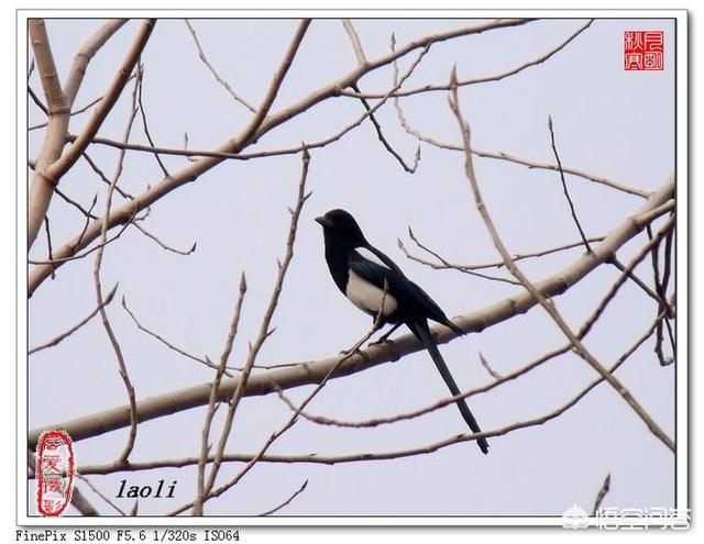 喜事将近的十大征兆,遇见一只喜鹊叫预兆着什么，遇见一群呢？